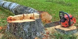Best Tree Health Inspection  in Shavertown, PA