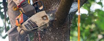 Best Tree Cabling and Bracing  in Shavertown, PA
