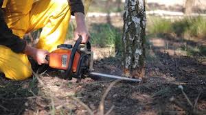How Our Tree Care Process Works  in  Shavertown, PA