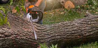 Best Tree Maintenance Programs  in Shavertown, PA