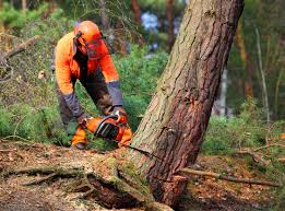  Shavertown, PA Tree Care Pros