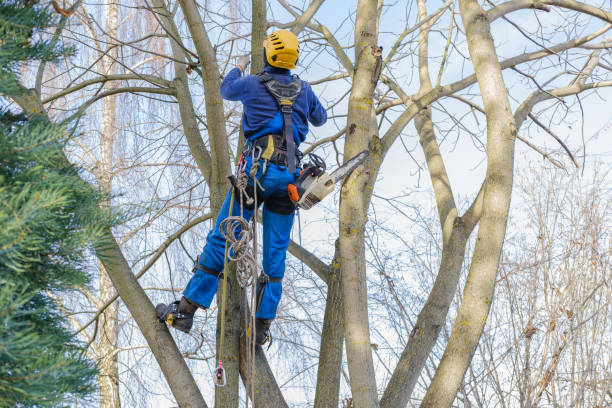 Best Weed Control  in Shavertown, PA