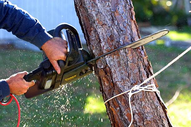 Best Firewood Processing and Delivery  in Shavertown, PA