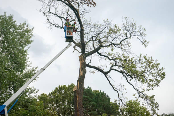 Best Tree Disease Treatment  in Shavertown, PA