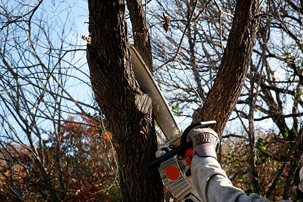 Best Seasonal Cleanup (Spring/Fall)  in Shavertown, PA