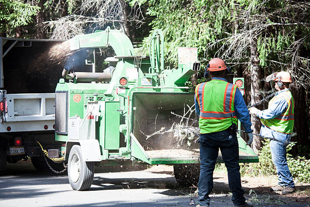 Best Stump Grinding and Removal  in Shavertown, PA