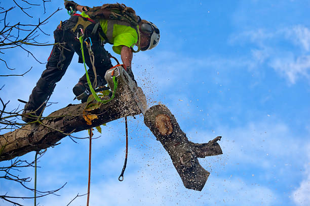 Best Palm Tree Trimming  in Shavertown, PA