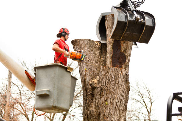 Best Tree Removal  in Shavertown, PA